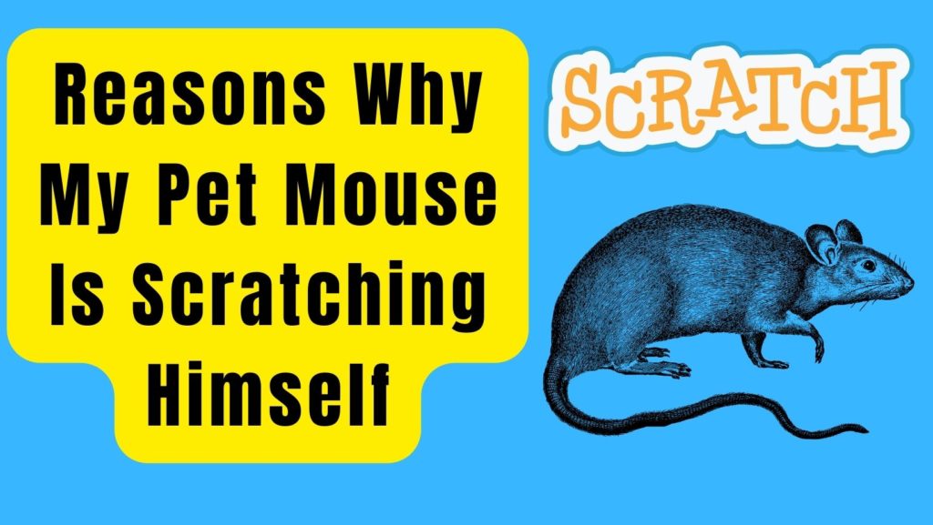 Pet Mouse Is Scratching Himself