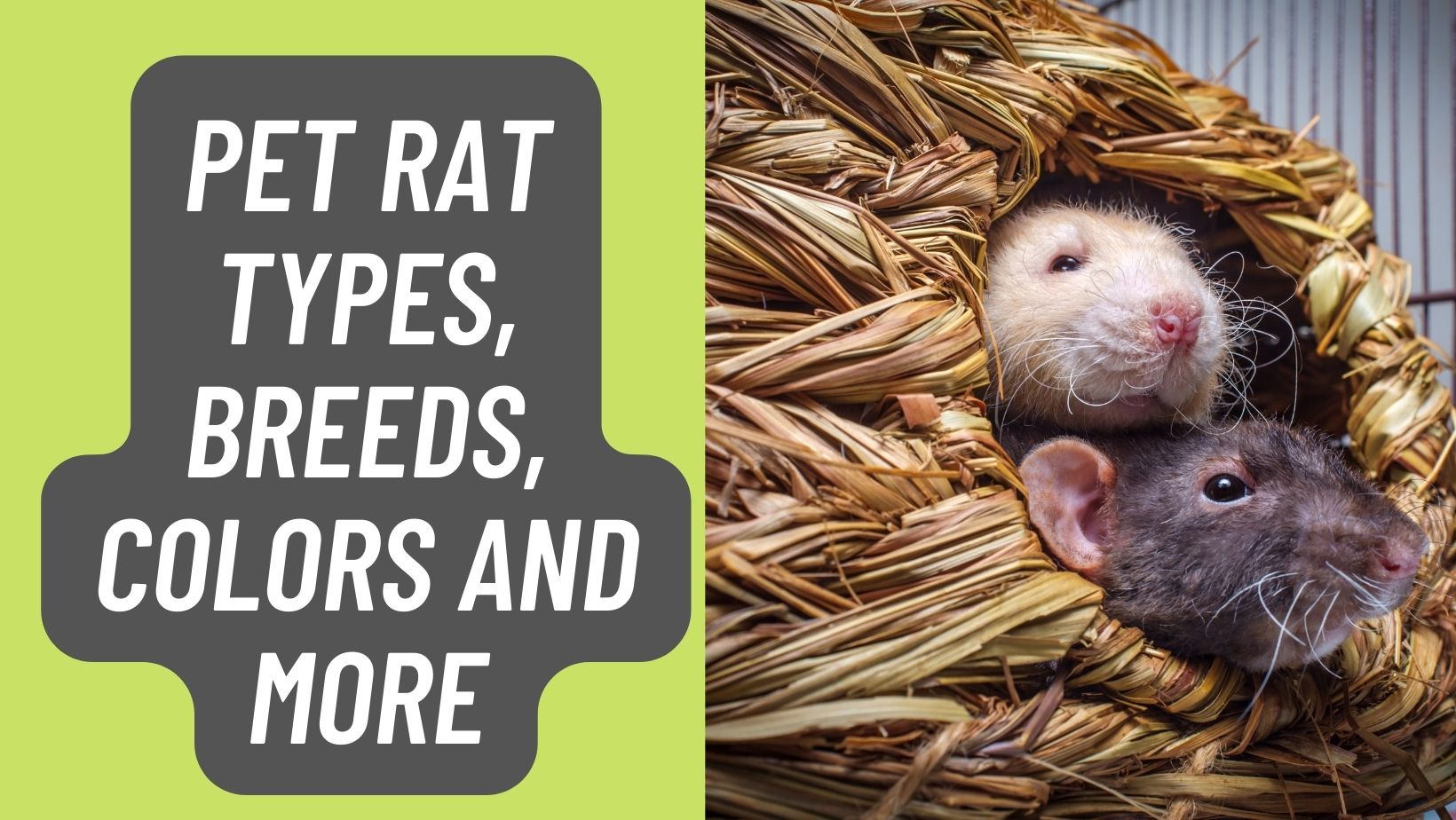 Pet Rat Types, Breeds, Colors and More