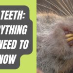 Rat Teeth Everything You Need To Know