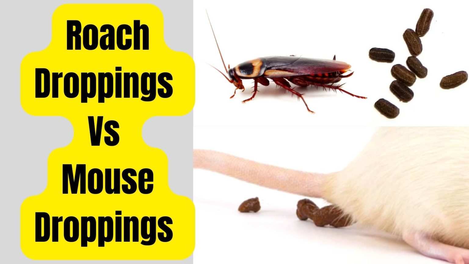 Roach Droppings Vs Mouse Droppings Comparison 2023 Basic Rodents   Roach Droppings Vs Mouse Droppings Comparison 1536x865 