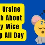 The Ursine Truth About Why Mice Sleep All Day