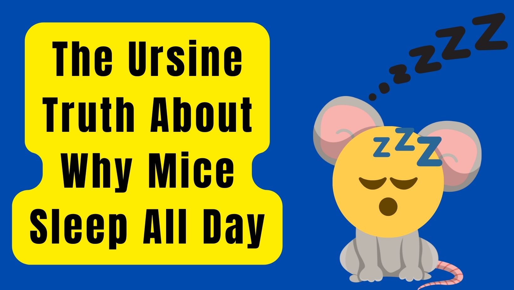 Why do Mice Sleep All Day Long? 7 Valid Reasons
