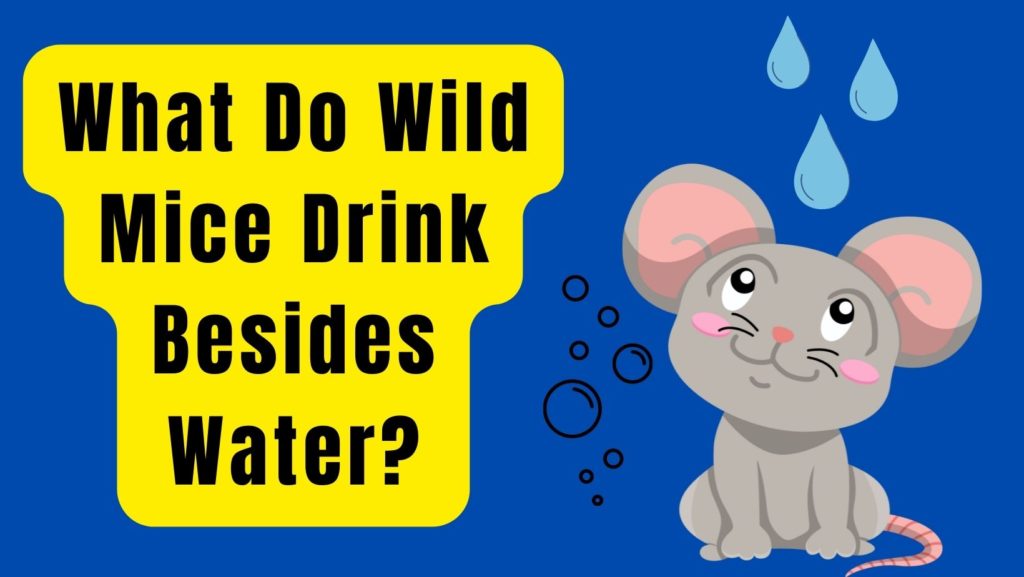 What Do Wild Mice Drink Besides Water