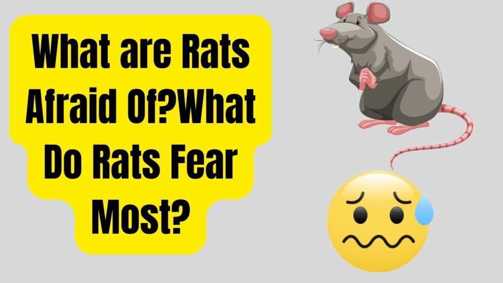 What are Rats Afraid Of?What Do Rats Fear Most?