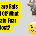 What are Rats Afraid Of?What Do Rats Fear Most?