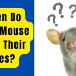 When Do Baby Mouse Open Eyes