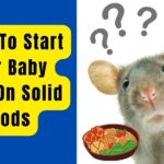 When To Start Your Baby Mice On Solid Foods