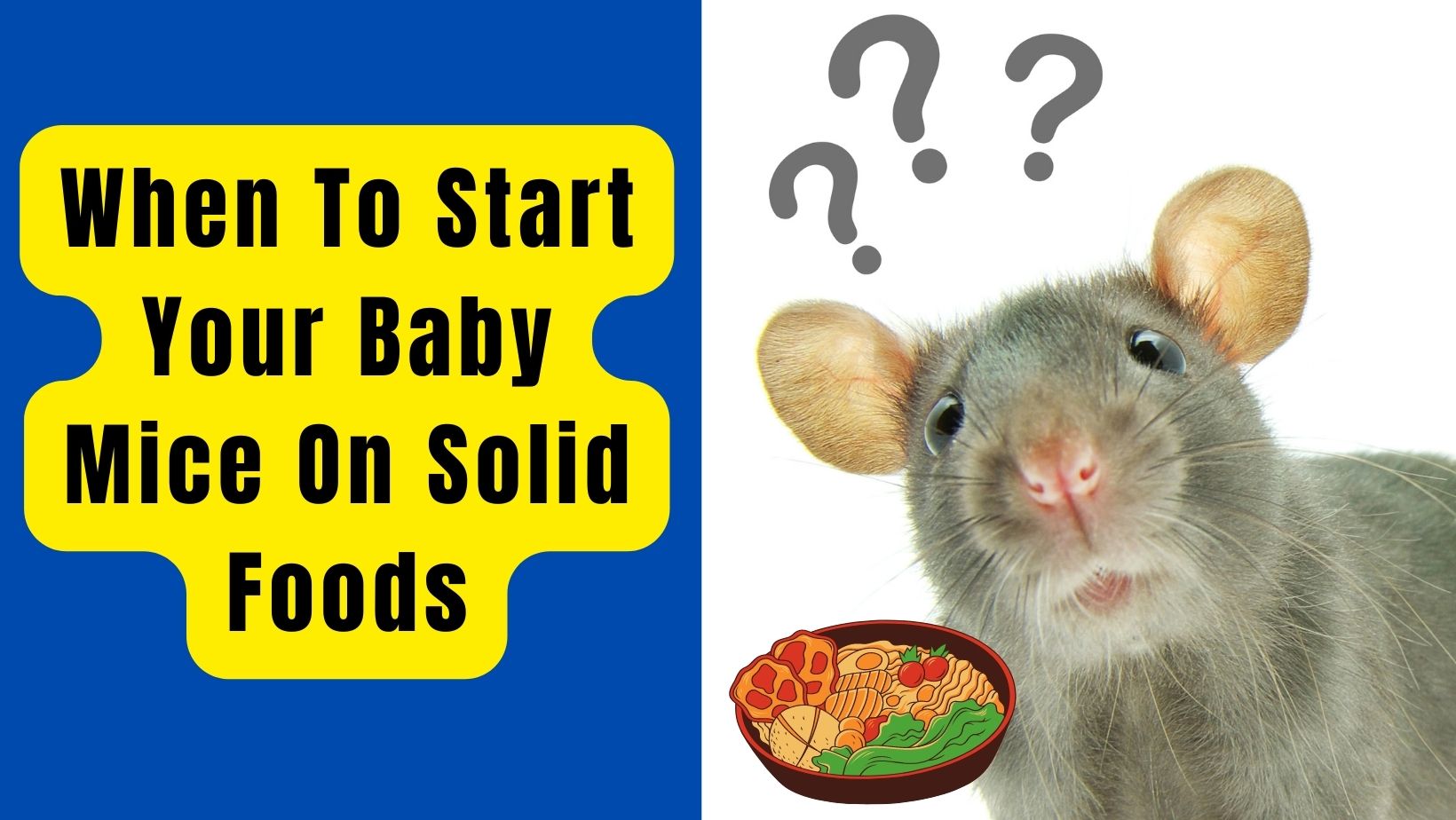 When To Start Your Baby Mice On Solid Foods?