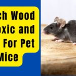 Which Wood Is Toxic and Safe For Pet Mice