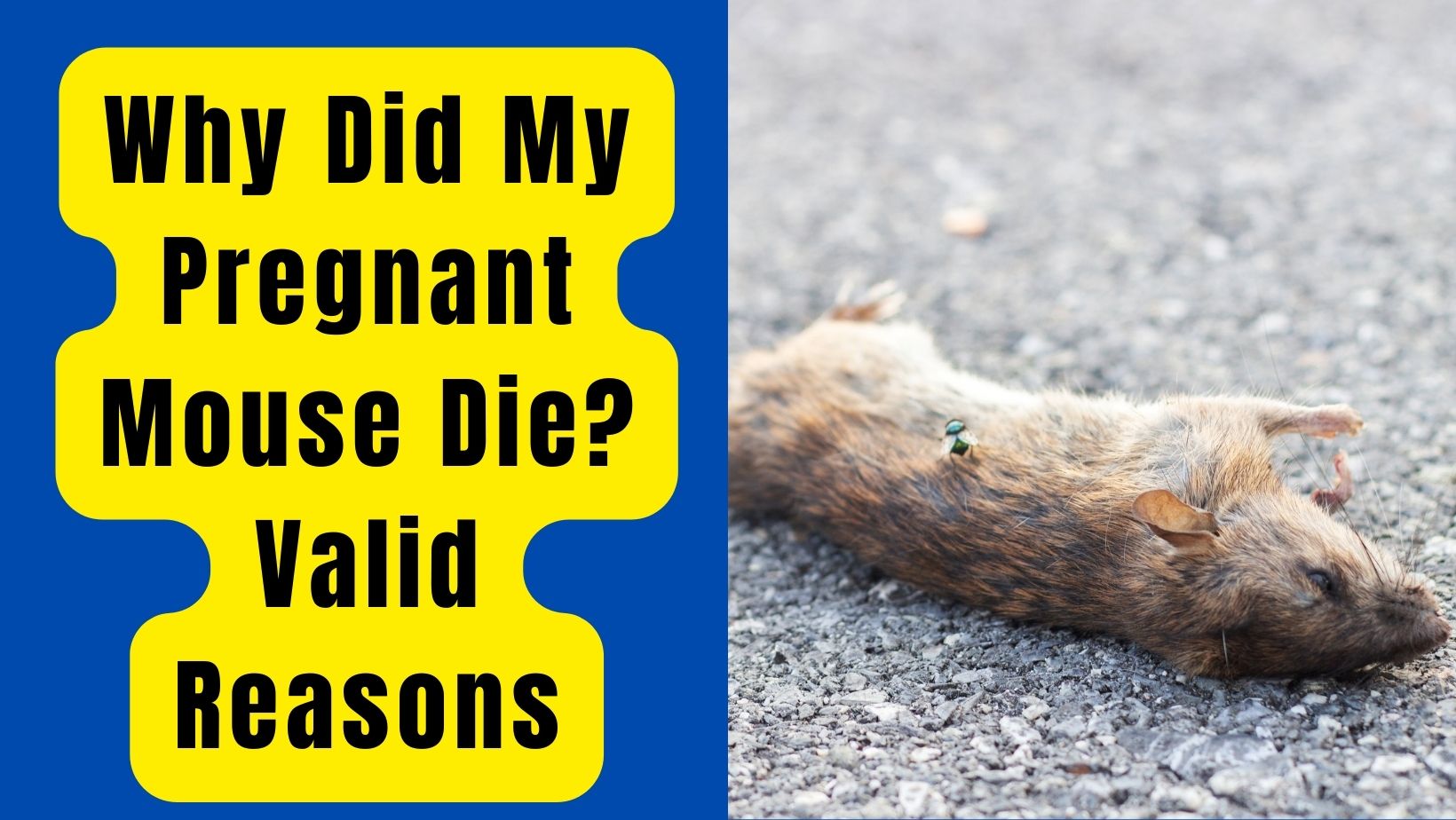 Why Did My Pregnant Mouse Die? 7 Valid Reasons
