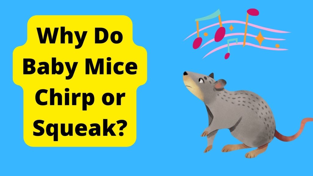 Why Do Baby Mice Chirp or Squeak