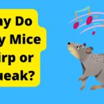 Why Do Baby Mice Chirp or Squeak