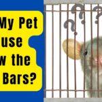 Why My Pet Mouse Chew the Cage Bars?