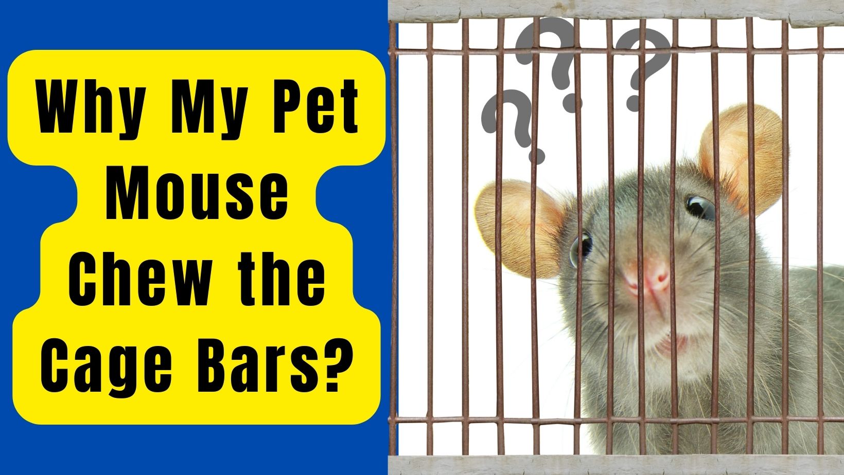 Pet Mouse Chew the Cage Bars? 5 Reasons Why