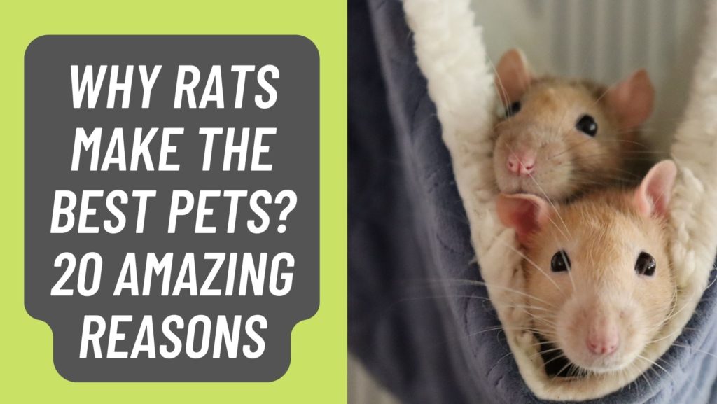 Why Rats Make The Best Pets