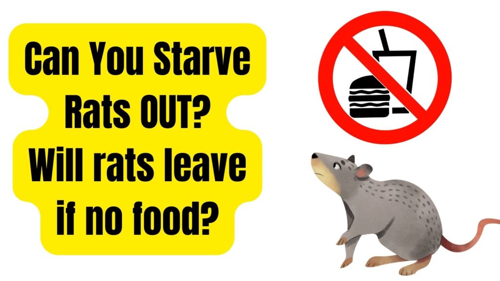 Will Rats leave if no food