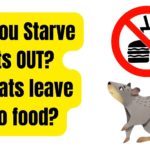 Will Rats leave if no food