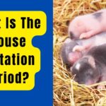 mouse gestation period