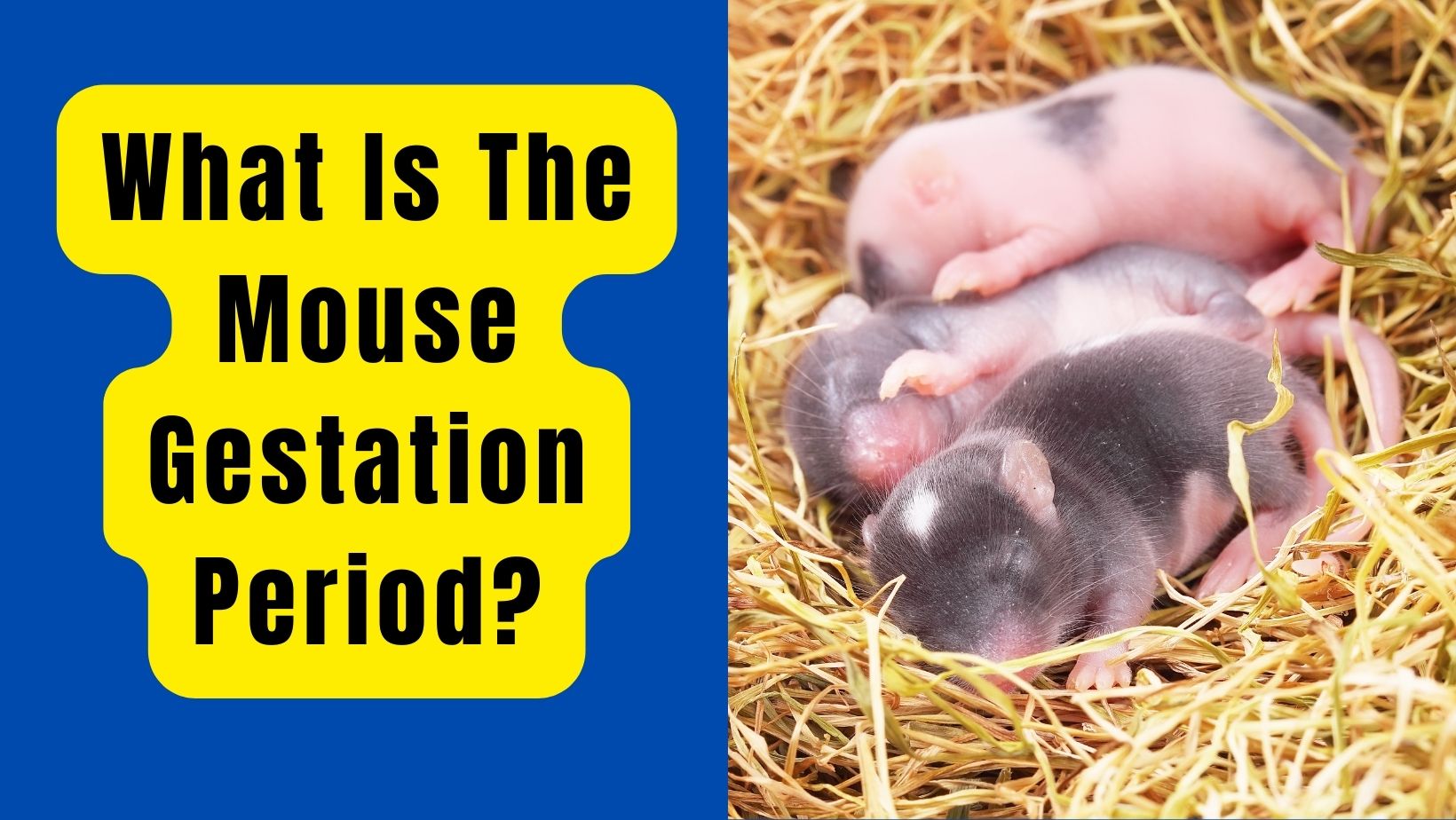mouse gestation period