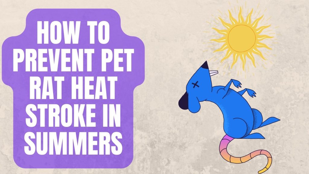 How to Prevent Pet Rat Heat Stroke in Summers