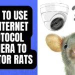 How to Use an Internet protocol Camera to Monitor Rats