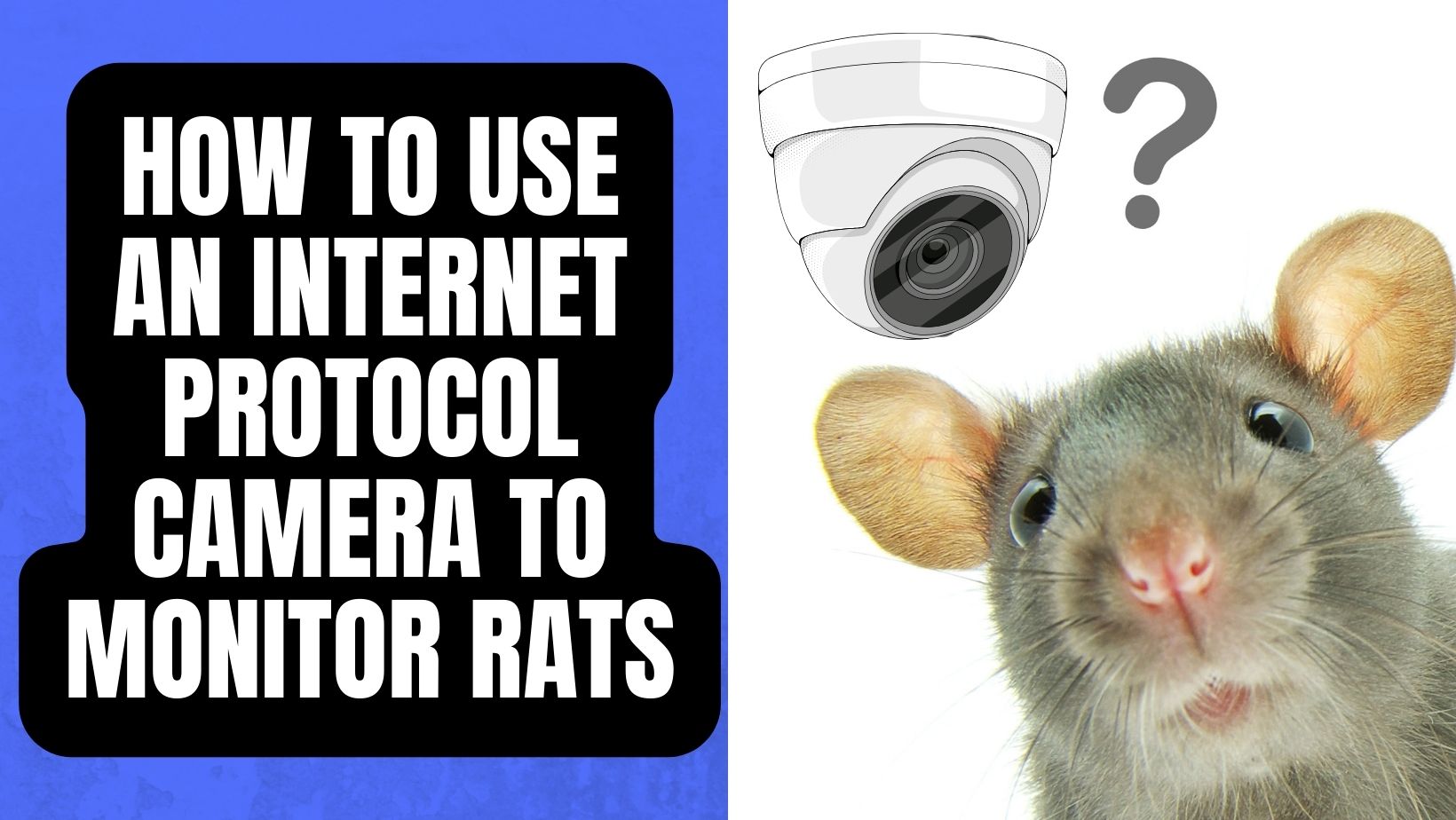 How to Use an Internet protocol Camera to Monitor Rats