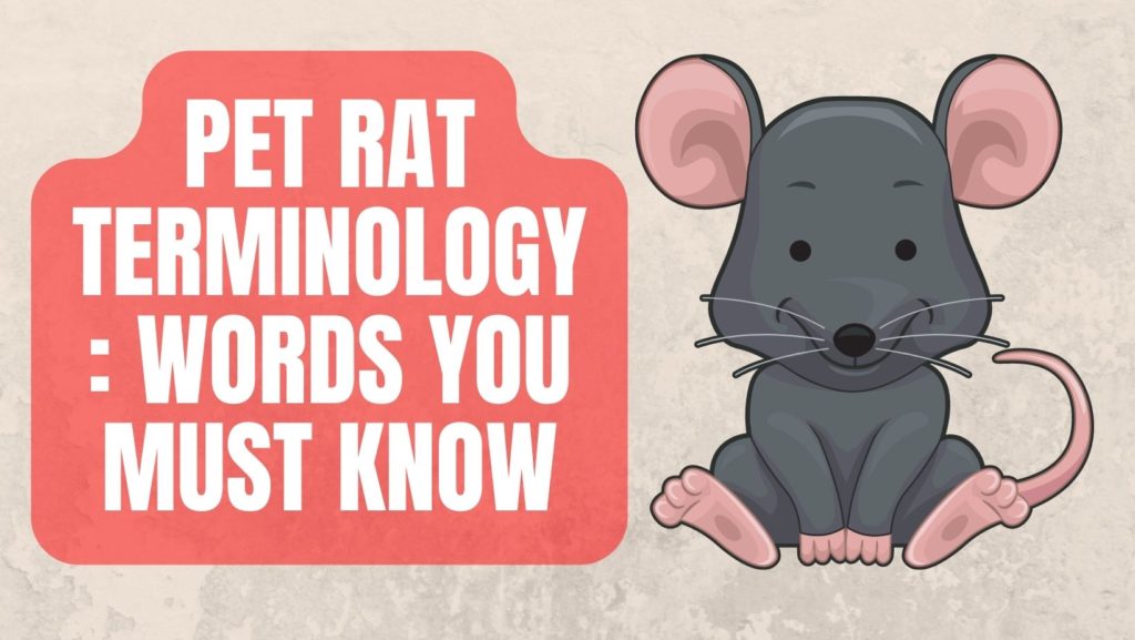 Pet Rat Terminology