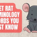 Pet Rat Terminology