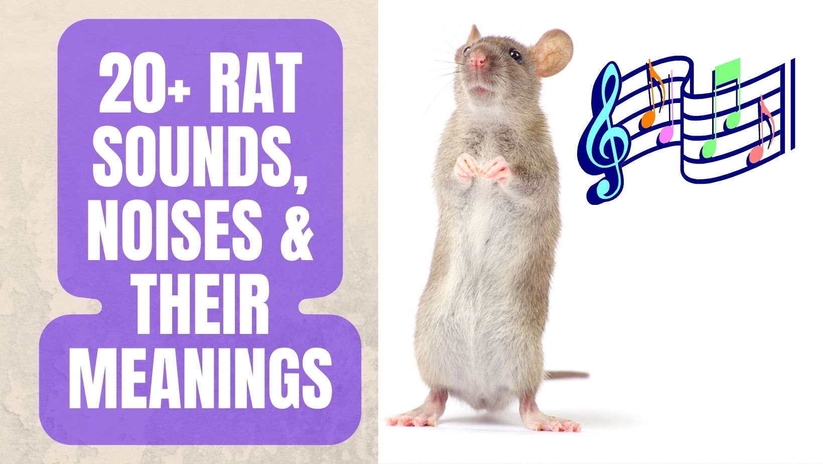 Rat Sounds and Their Meanings