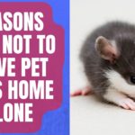 Reasons Why Not to Leave Pet Rats Home Alone