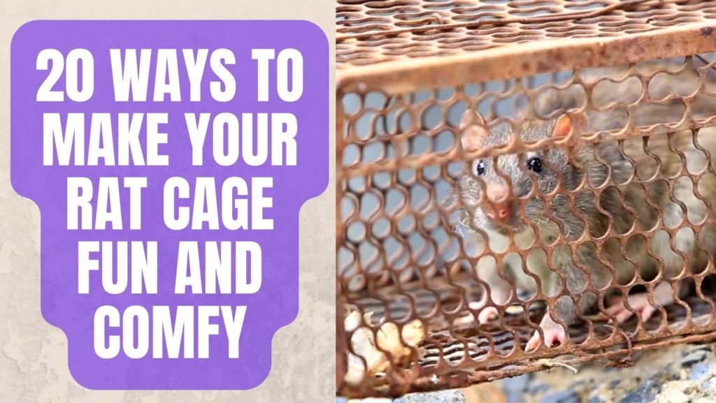20 Ways To Make Your Rat Cage Fun and Comfy