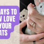 Ways to Show Love To Your Rats