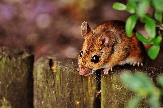 Six Signs of Mice in Your Home: How to Identify and Deal with Them