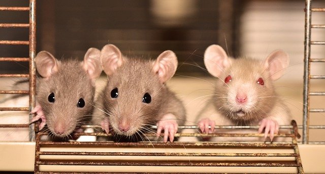 Why Rats Don’t Have a Gallbladder: The Answer Might Surprise You