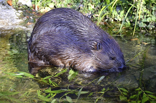 Do Beavers Panic Easily? Understanding the Behavior of North America’s Iconic Rodent