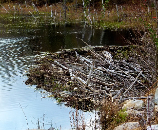 How Long Does It Take Beavers to Build a Dam? A Comprehensive Guide