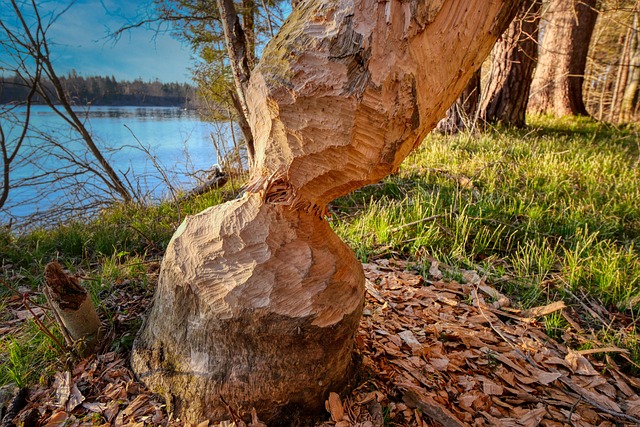 How Do Beavers Avoid Getting Crushed by Falling Trees?