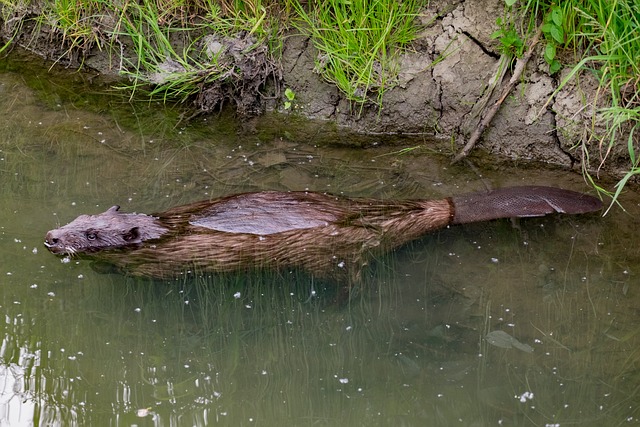 Can Beavers Have Furry Tails? Exploring the Physical Characteristics of These Aquatic Creatures