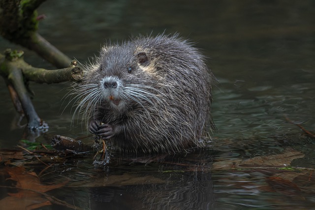Do Beavers Keep Snakes Away? The Answer May Surprise You