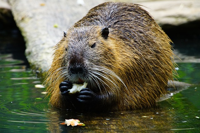How Deep Can Beavers Dive? Understanding the Aquatic Capabilities of North America’s Iconic Rodent
