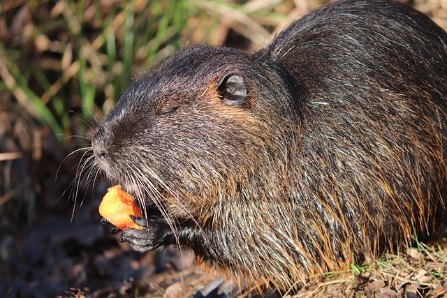 Do Beavers Make Good Pets? The Truth About Keeping Beavers as Domestic Animals