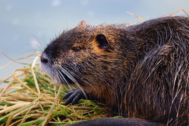 Can I Buy Beavers? Regulations and Considerations to Keep in Mind