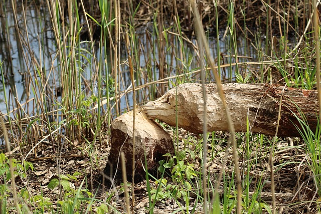 How Beavers Know How to Build Dams: The Science Behind Their Impressive Engineering Skills
