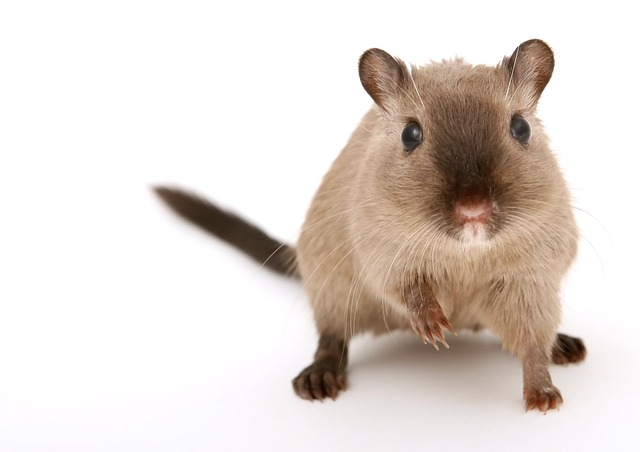 Do Apartments Allow Hamsters? Here’s What You Need to Know