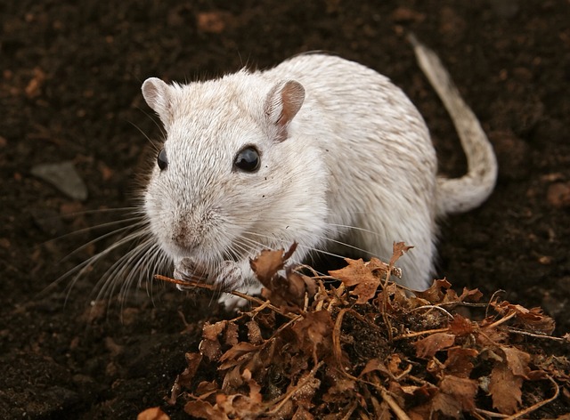 Do Rats and Mice Live Together? Exploring Rodent Cohabitation