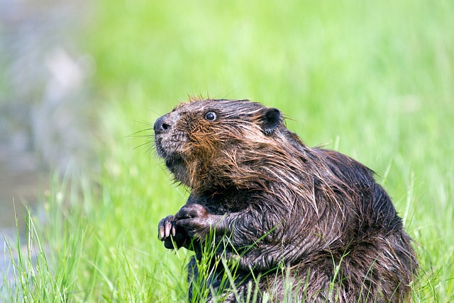 What Sound Do Beavers Make? A Guide to Beaver Vocalizations