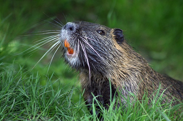 Can Beavers Walk on Two Legs? Exploring the Locomotion Abilities of Beavers