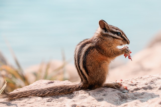Are Hamsters Related to Chipmunks? The Surprising Answer