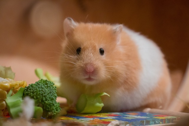Can Hamsters with Red Eyes See Clearly?