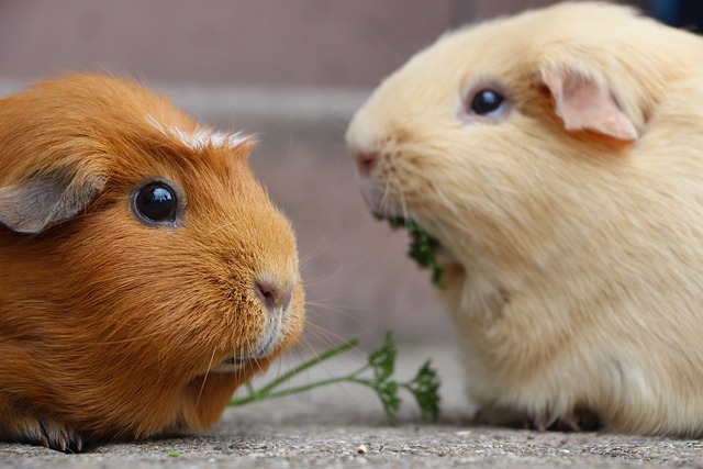 Rats vs. Guinea Pigs: Which Makes a Better Pet?
